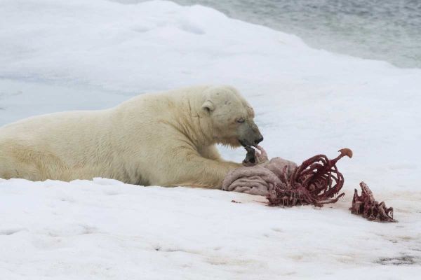 Norway, Svalbard Polar bear eating seal carcass